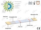 TAMPONE RAPIDO COVID DI TEST ANTIGEN CORONAVIRUS HA COSTO CONTENUTO PER PRIVATI E PREZZO FARMACIE