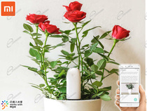 XIAOMI FLOWER CARE SENSORE SMART MONITOR WIRELESS BLUETOOTH PER POLLICE VERDE FIORI E PIANTE DI CASA